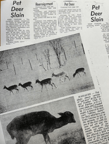 Image of newspaper with pictures of deer walking across a landscape, and an up-close image of a deer standing.  In the background, the title reads, "Pet Deer Slain."